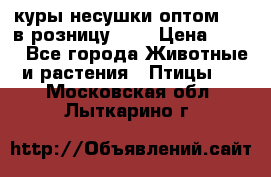 куры несушки.оптом 160 в розницу 200 › Цена ­ 200 - Все города Животные и растения » Птицы   . Московская обл.,Лыткарино г.